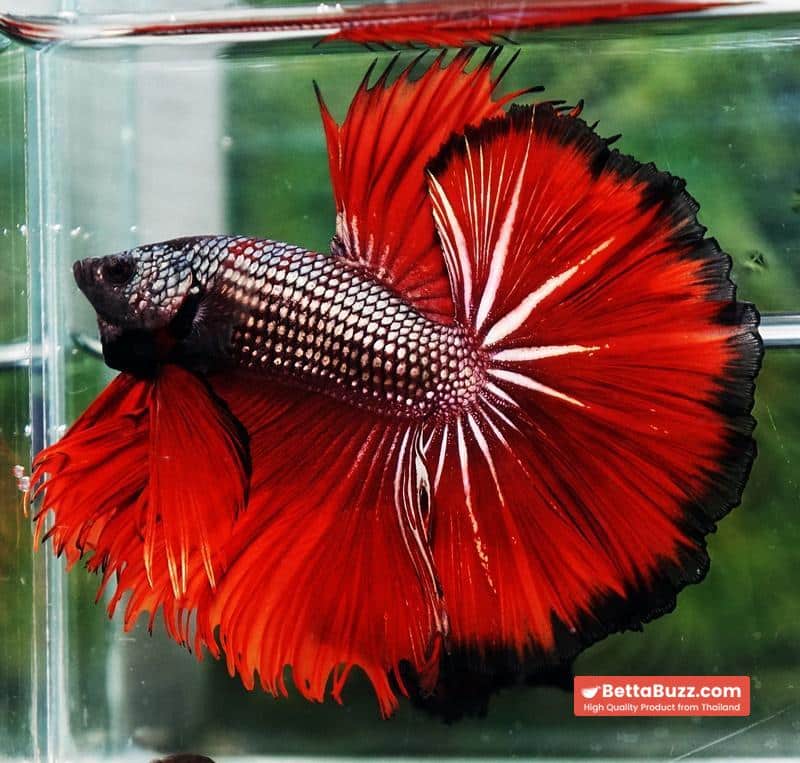 Betta fish King Hell Copper Black Ring Sky Hawk (Very Large) OHM - Image 2