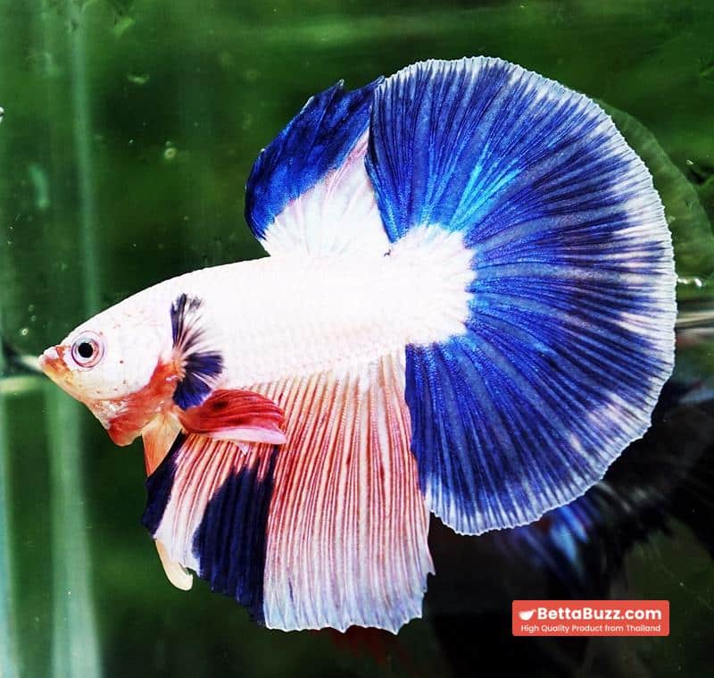 Betta fish HM Magical Pink Blue Marble - Image 2