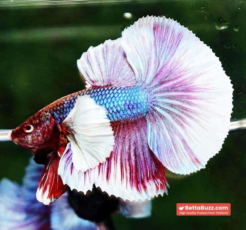 Betta fish HM Purple Salamander Dumbo (Comp Grade) - Image 3