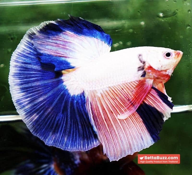 Betta fish HM Magical Pink Blue Marble - Image 3