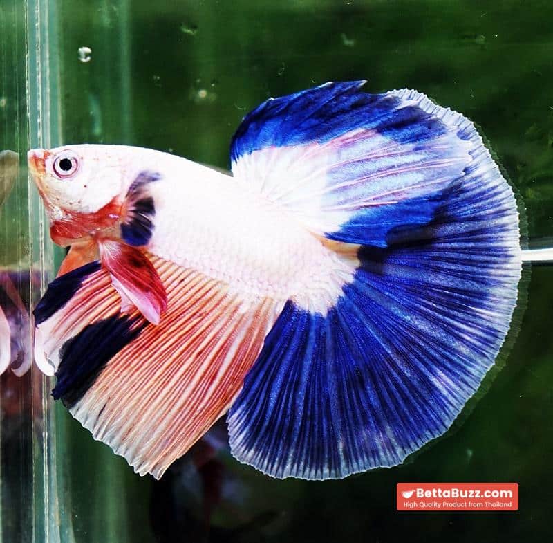 Betta fish HM Magical Pink Blue Marble - Image 4