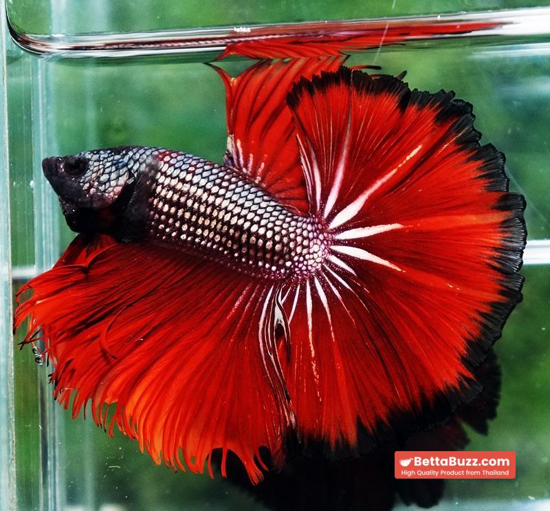 Betta fish King Hell Copper Black Ring Sky Hawk (Very Large) OHM - Image 6