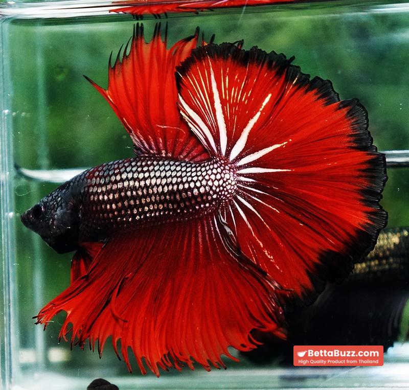 Betta fish King Hell Copper Black Ring Sky Hawk (Very Large) OHM - Image 4