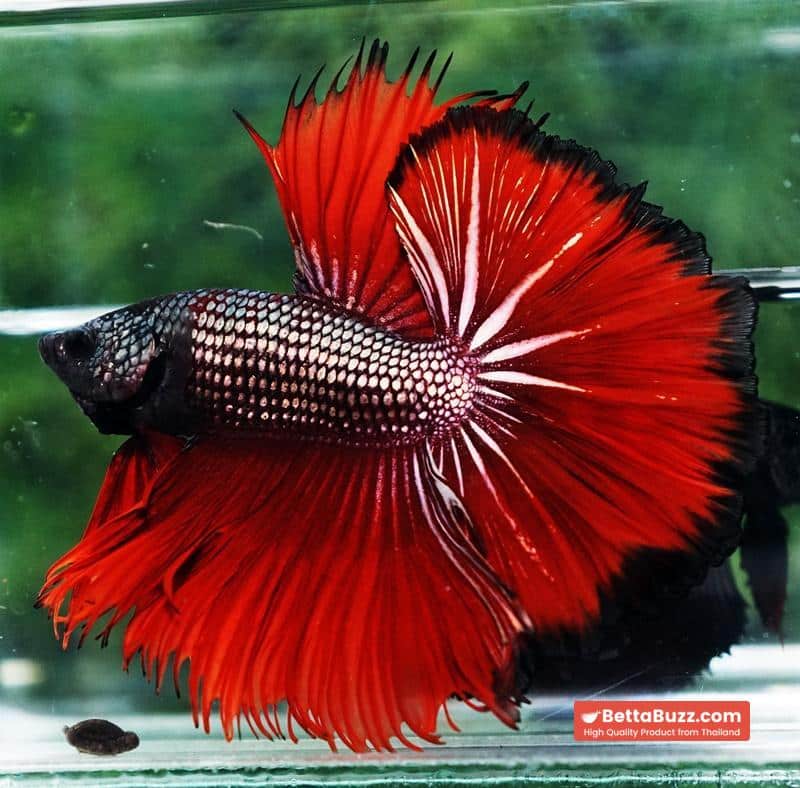 Betta fish King Hell Copper Black Ring Sky Hawk (Very Large) OHM - Image 8