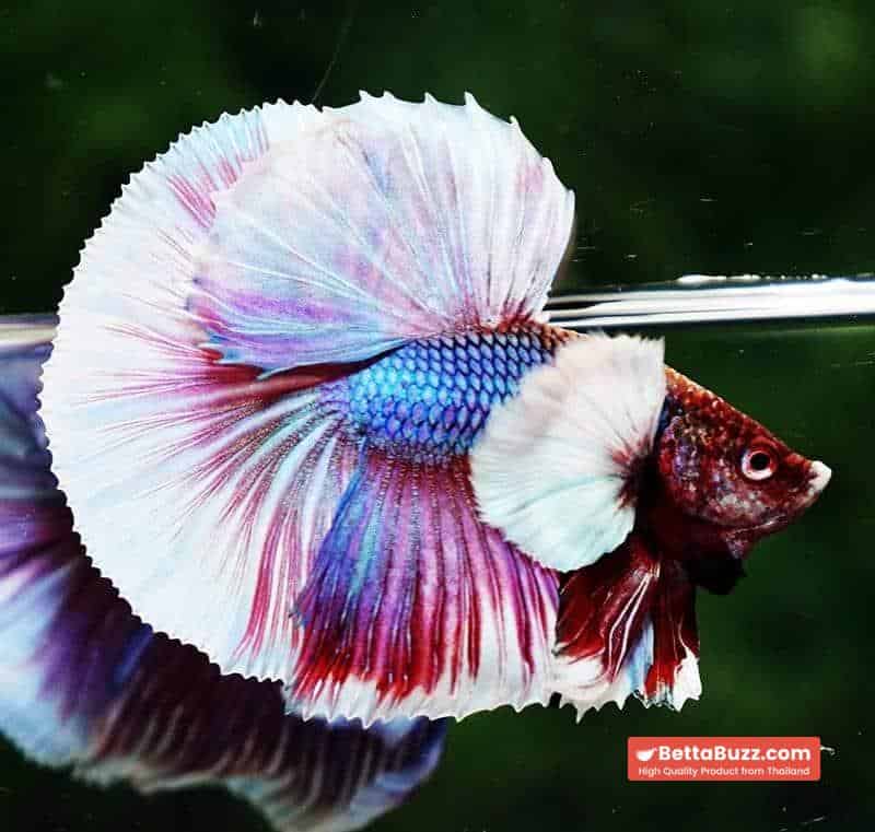 Betta fish HM Purple Salamander Dumbo (Comp Grade) - Image 2