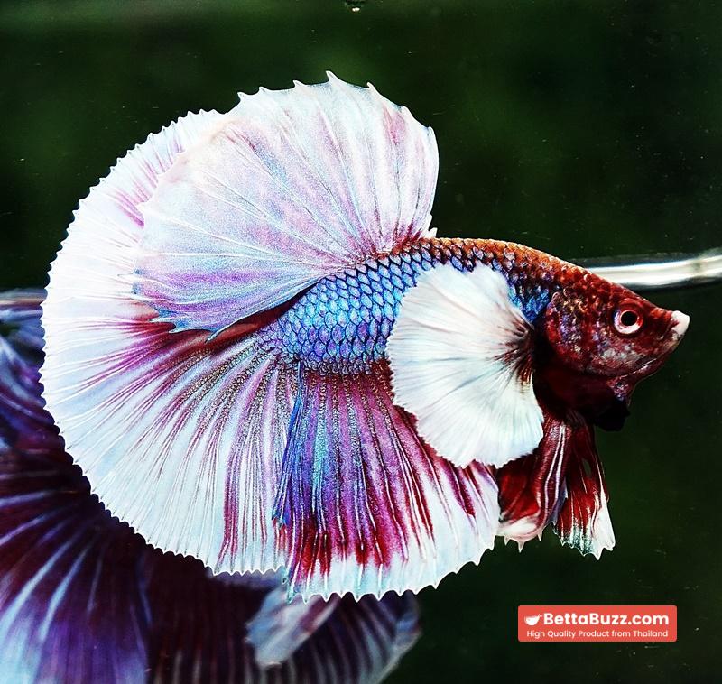 Betta fish HM Purple Salamander Dumbo (Comp Grade) - Image 4