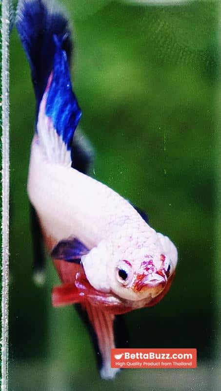 Betta fish HM Magical Pink Blue Marble - Image 7