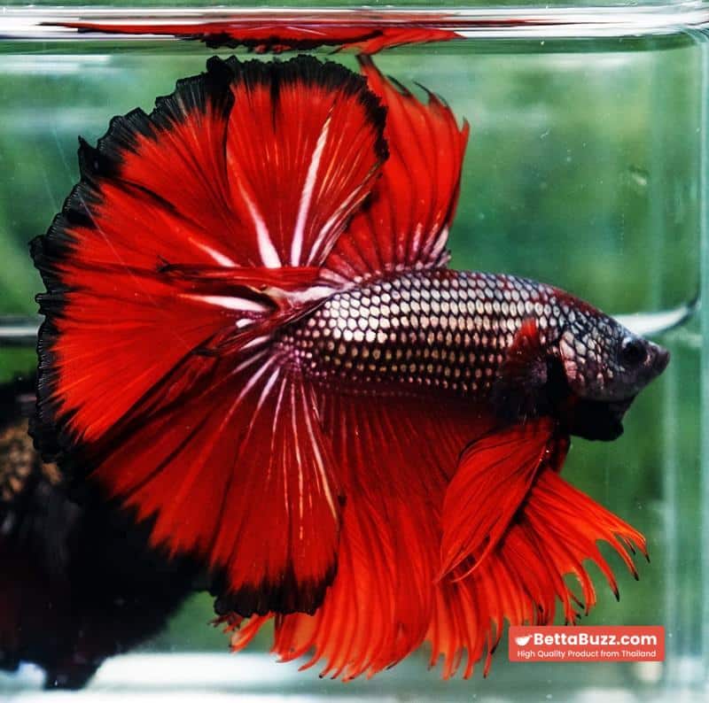 Betta fish King Hell Copper Black Ring Sky Hawk (Very Large) OHM - Image 5