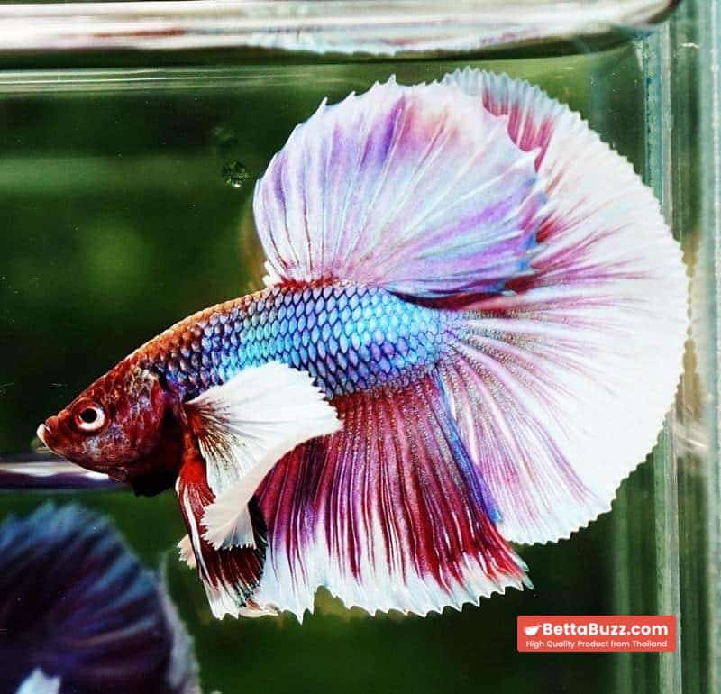 Betta fish HM Purple Salamander Dumbo (Comp Grade) - Image 5