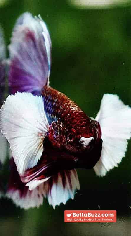 Betta fish HM Purple Salamander Dumbo (Comp Grade) - Image 6