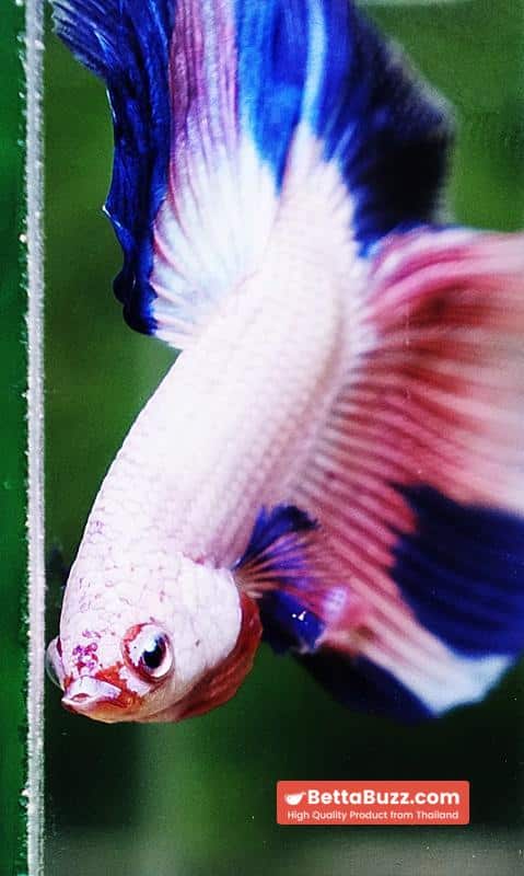 Betta fish HM Magical Pink Blue Marble - Image 6