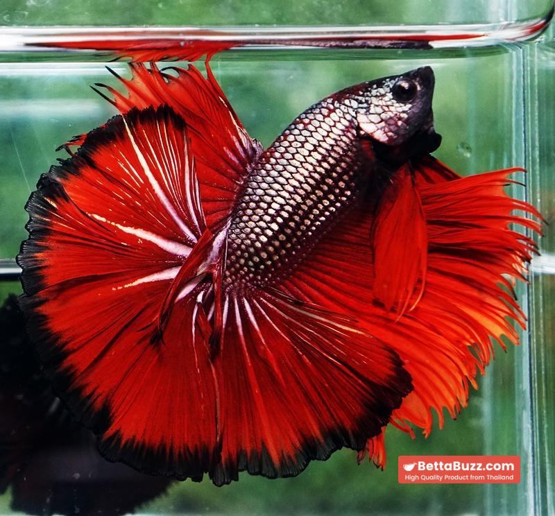 Betta fish King Hell Copper Black Ring Sky Hawk (Very Large) OHM - Image 9