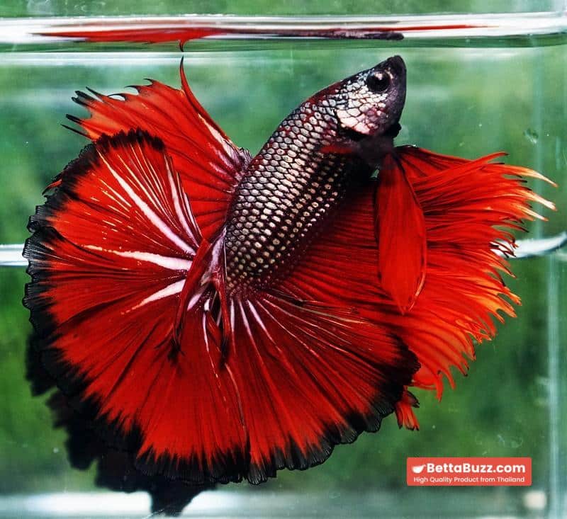 Betta fish King Hell Copper Black Ring Sky Hawk (Very Large) OHM - Image 7