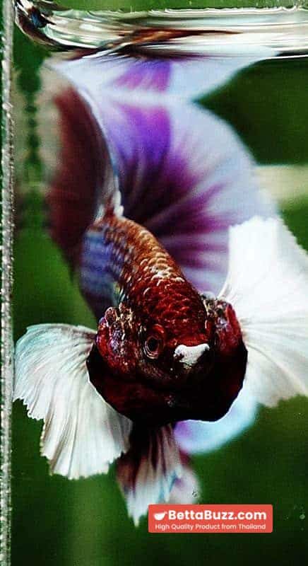 Betta fish HM Purple Salamander Dumbo (Comp Grade) - Image 7