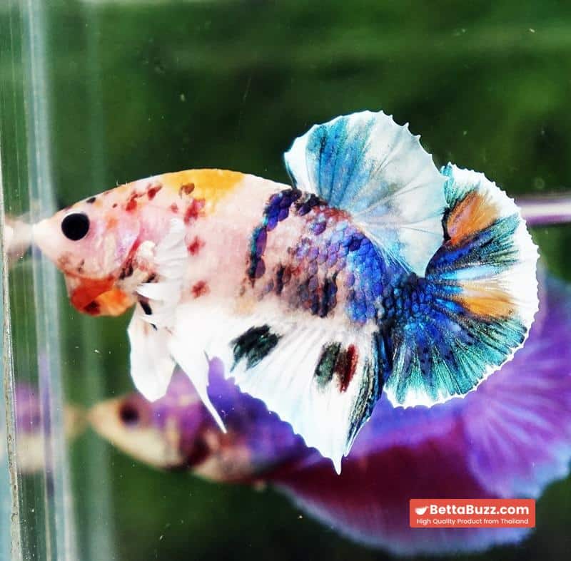 Betta fish HMPK Prince of Candy Yellow base Dumbo - Image 4