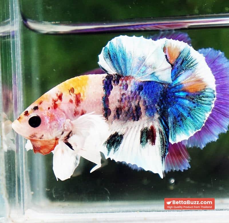 Betta fish HMPK Prince of Candy Yellow base Dumbo - Image 2