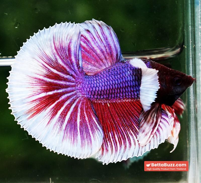 Betta fish OHM Pink Purple Salamander Dumbo - Image 4