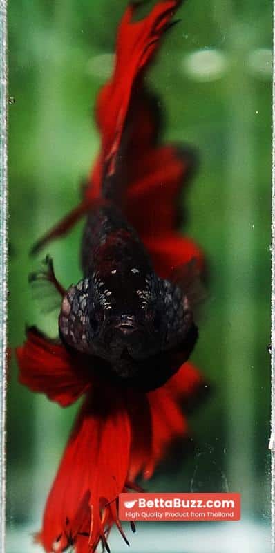 Betta fish King Hell Copper Black Ring Sky Hawk (Very Large) OHM - Image 10