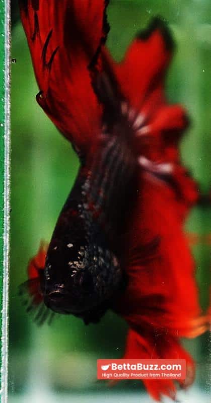 Betta fish King Hell Copper Black Ring Sky Hawk (Very Large) OHM - Image 11