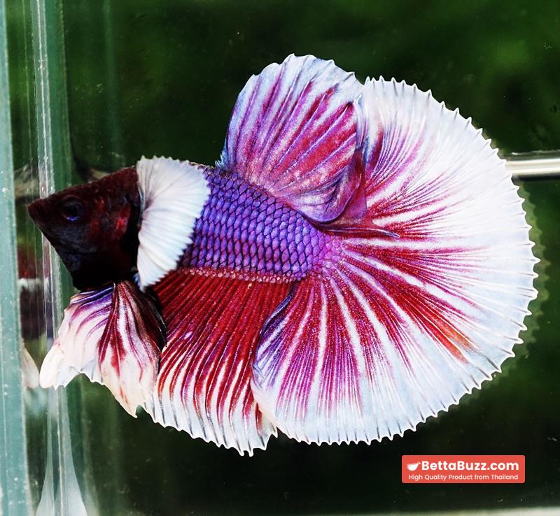 Betta fish OHM Pink Purple Salamander Dumbo - Image 3