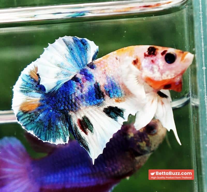 Betta fish HMPK Prince of Candy Yellow base Dumbo - Image 3