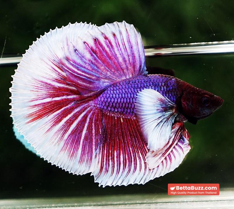 Betta fish OHM Pink Purple Salamander Dumbo - Image 2