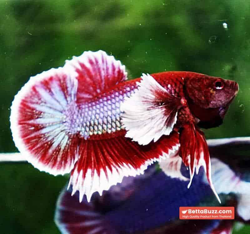 Betta fish HMPK Red Salamander Dumbo - Image 2