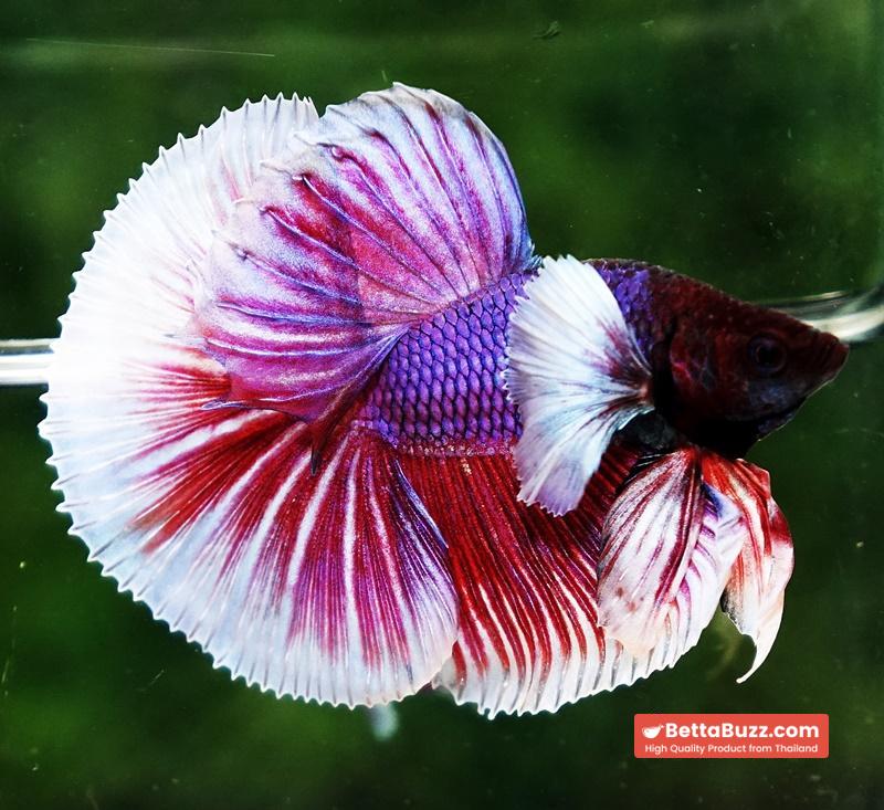 Betta fish OHM Pink Purple Salamander Dumbo - Image 5