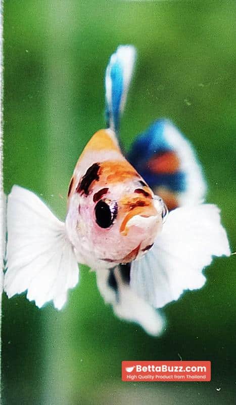 Betta fish HMPK Prince of Candy Yellow base Dumbo - Image 5