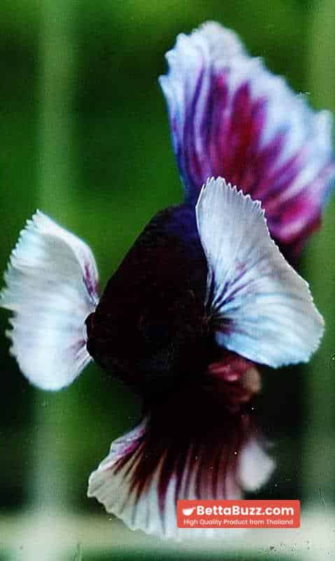 Betta fish OHM Pink Purple Salamander Dumbo - Image 6