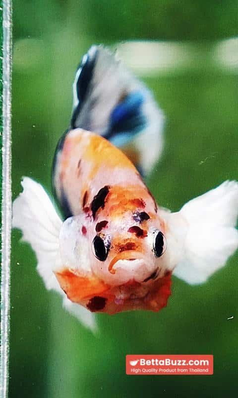 Betta fish HMPK Prince of Candy Yellow base Dumbo - Image 6