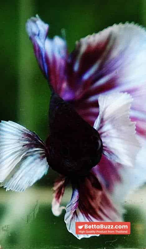 Betta fish OHM Pink Purple Salamander Dumbo - Image 7