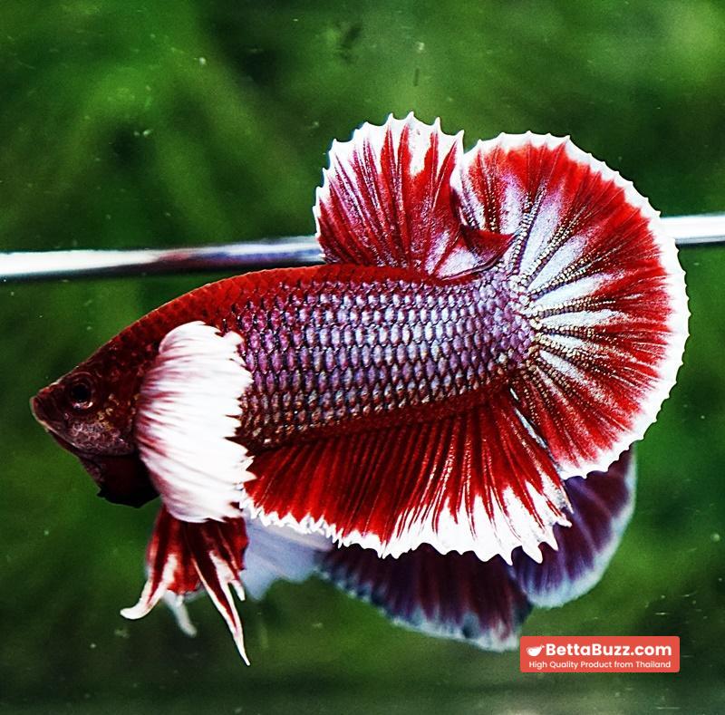 Betta fish HMPK Red Salamander Dumbo - Image 3