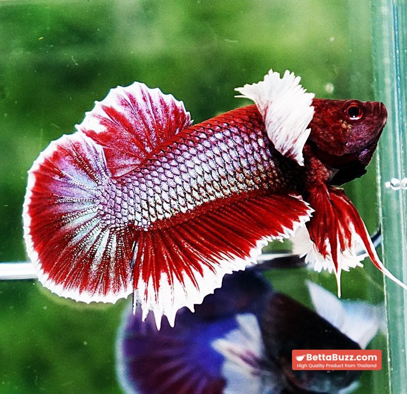 Betta fish HMPK Red Salamander Dumbo - Image 4