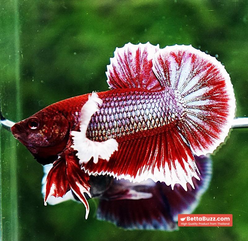 Betta fish HMPK Red Salamander Dumbo - Image 5