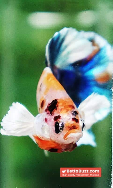 Betta fish HMPK Prince of Candy Yellow base Dumbo - Image 7