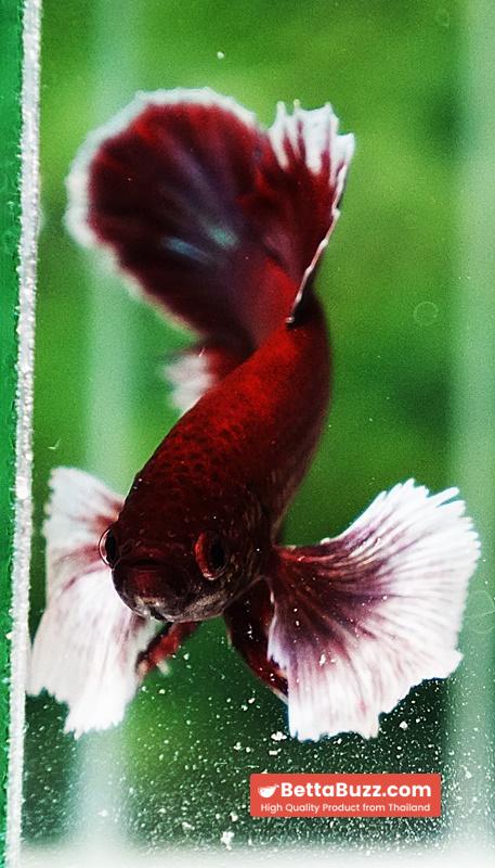 Betta fish HMPK Red Salamander Dumbo - Image 6