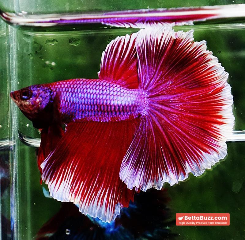 Betta fish OHM Purple Pink Lavender - Image 3