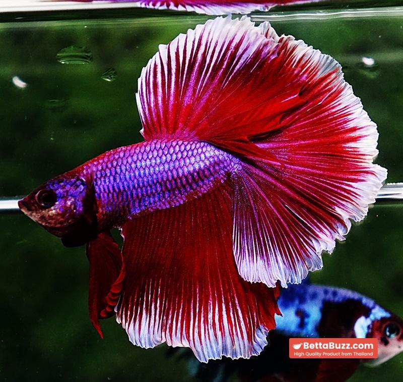 Betta fish OHM Purple Pink Lavender - Image 5