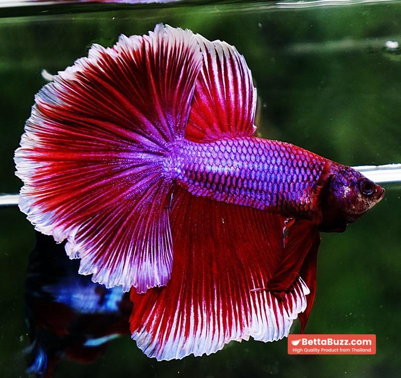 Betta fish OHM Purple Pink Lavender - Image 4