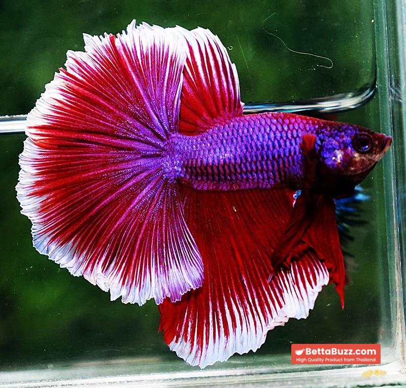 Betta fish OHM Purple Pink Lavender - Image 2