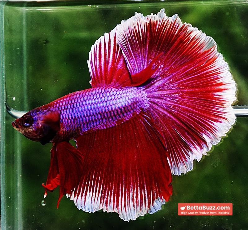 Betta fish OHM Purple Pink Lavender - Image 6
