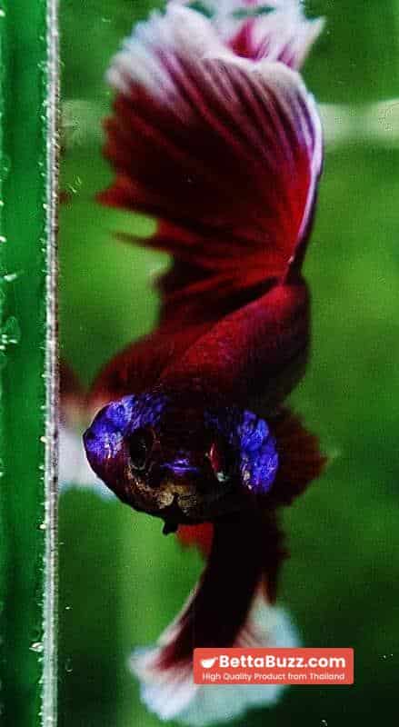 Betta fish OHM Purple Pink Lavender - Image 7