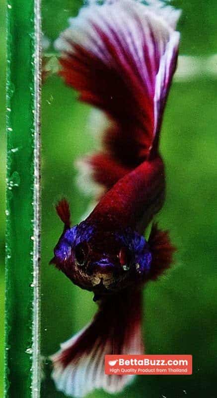 Betta fish OHM Purple Pink Lavender - Image 8