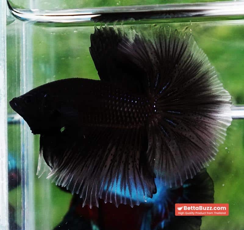 Betta fish Super Black Hole Hawk OHM - Image 4
