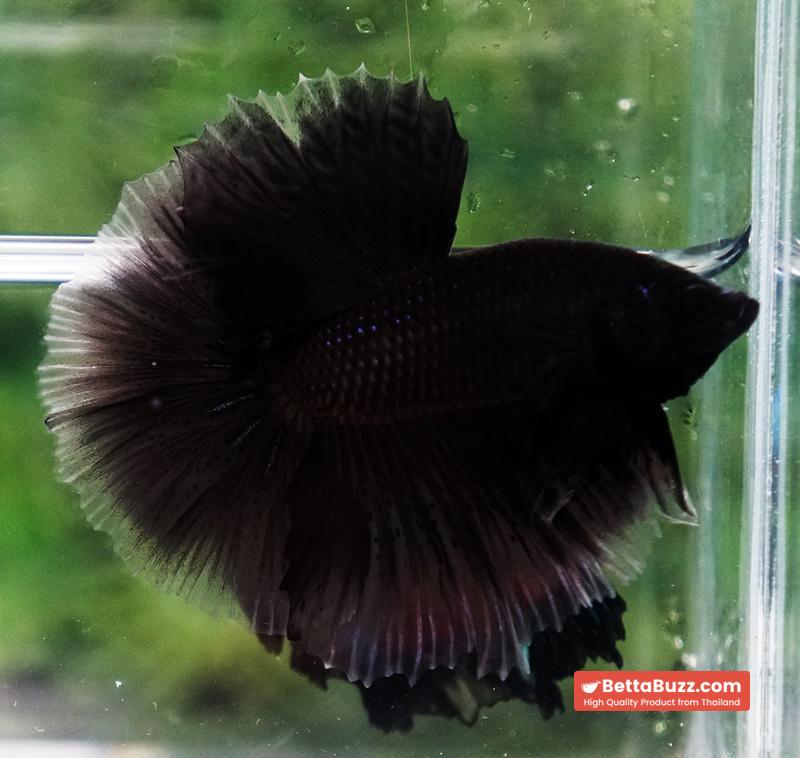 Betta fish Super Black Hole Hawk OHM - Image 3