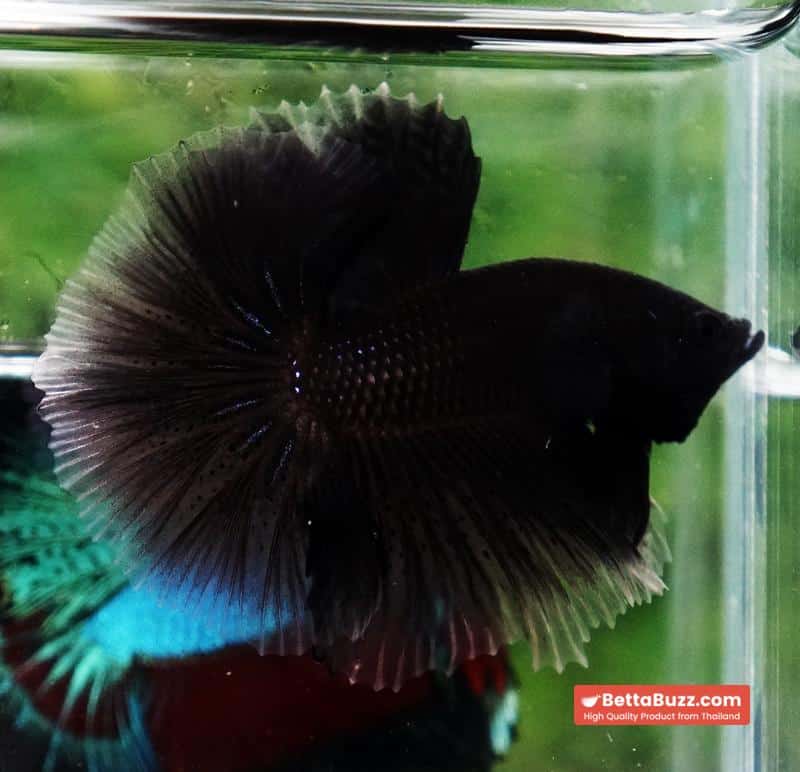 Betta fish Super Black Hole Hawk OHM - Image 5