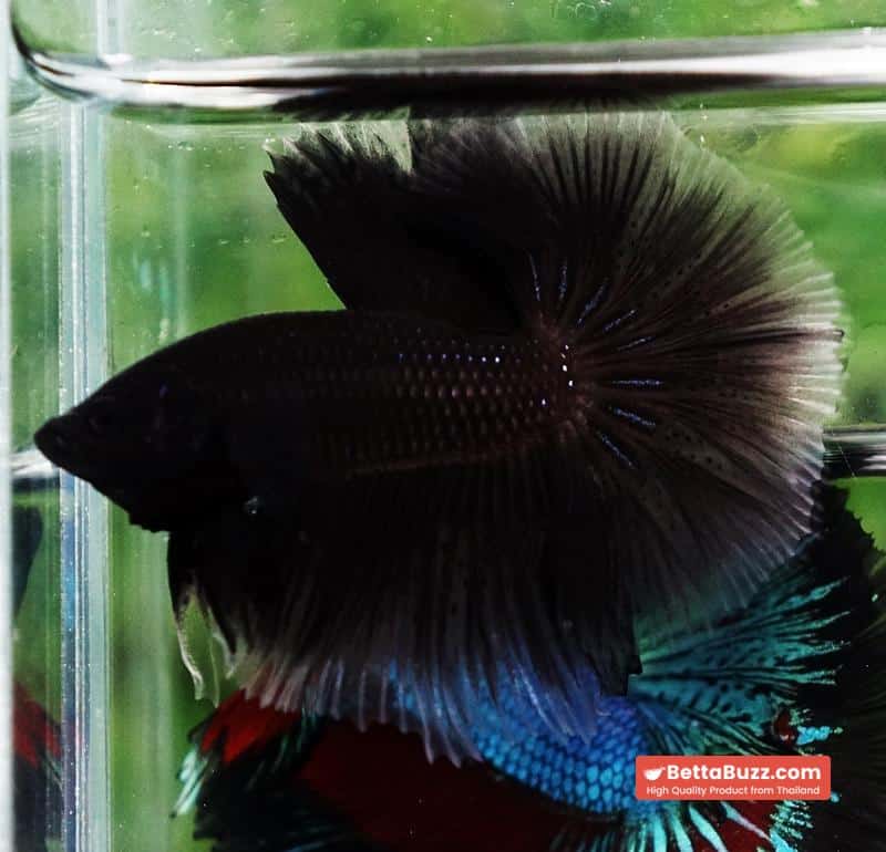 Betta fish Super Black Hole Hawk OHM - Image 6