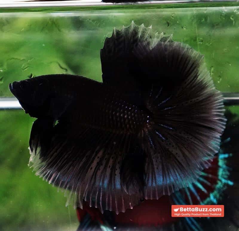Betta fish Super Black Hole Hawk OHM - Image 2