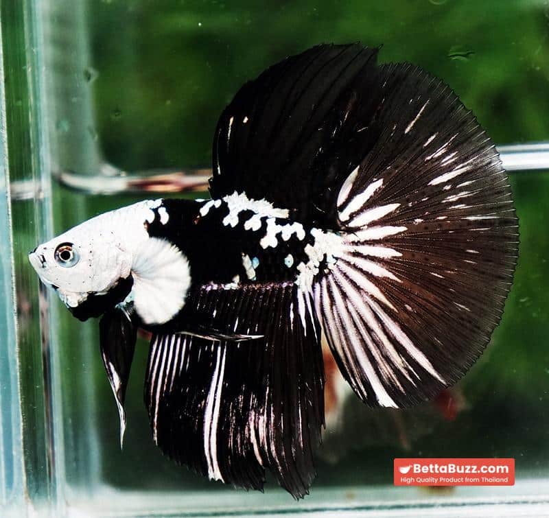 Betta fish HM Shadow Black Samurai Zombie Helmet (Rare) - Image 4